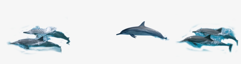 Common Bottlenose Dolphin, transparent png download