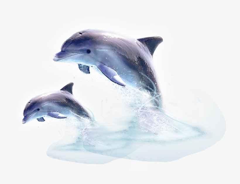 Next - Jumping Out Of The Water, transparent png download