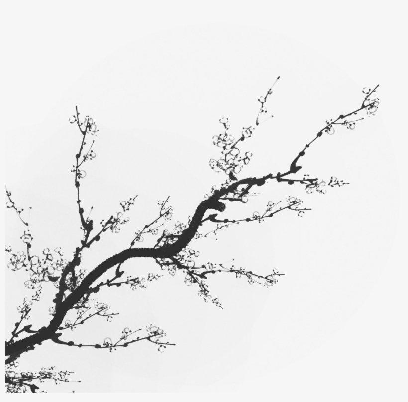 Plum Flower 2550*3300 Transprent Png Free Download - Flower Shadow Png, transparent png download