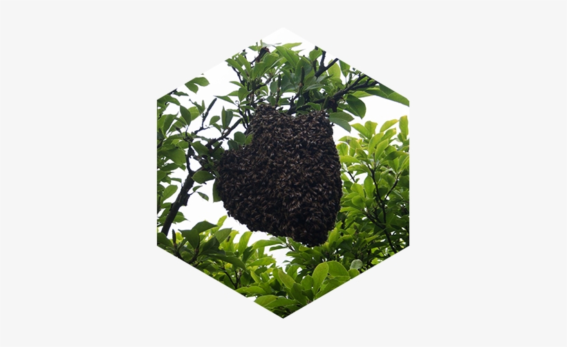 Swarm - Portable Network Graphics, transparent png download