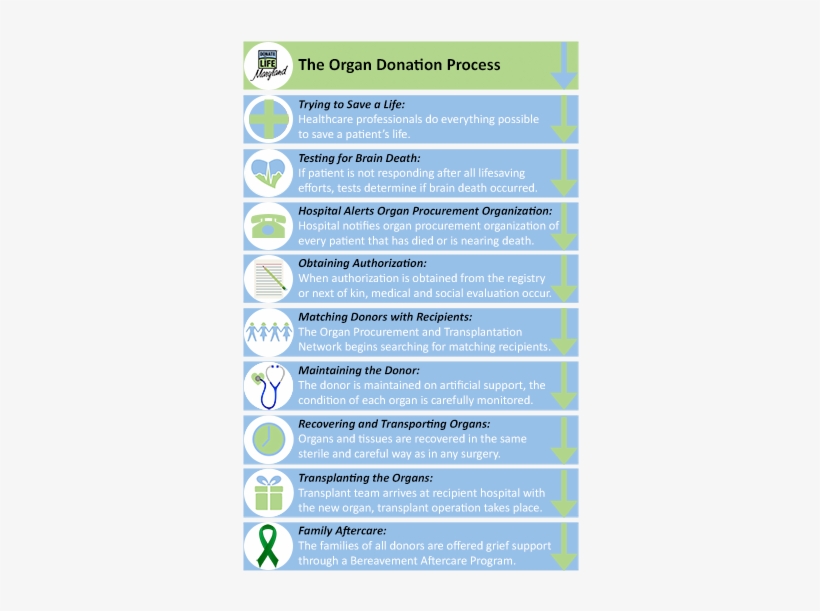Answer To Your Questions Organ Donation Works PNG Image Transparent