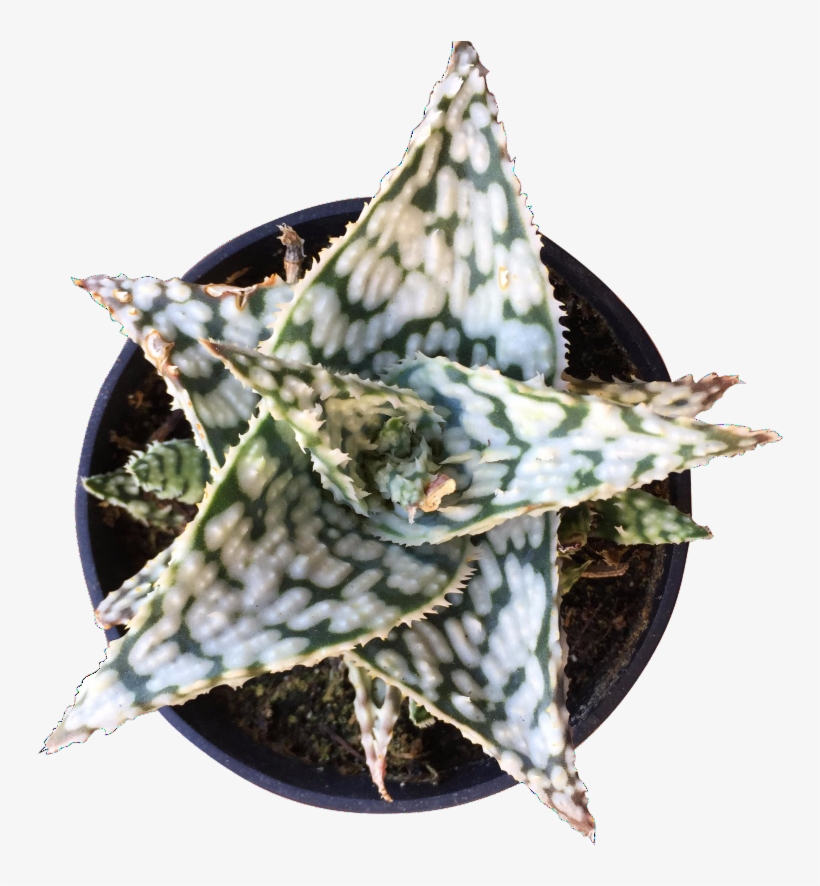 Aloe Snowstorm, transparent png download