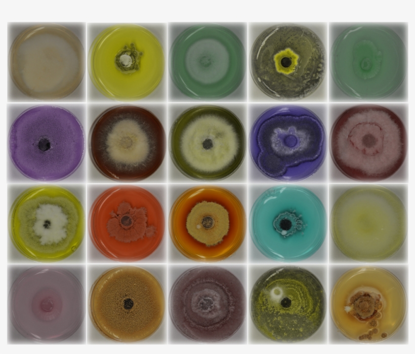 Researchers Screened A Number Of Fungi - Fungus, transparent png download