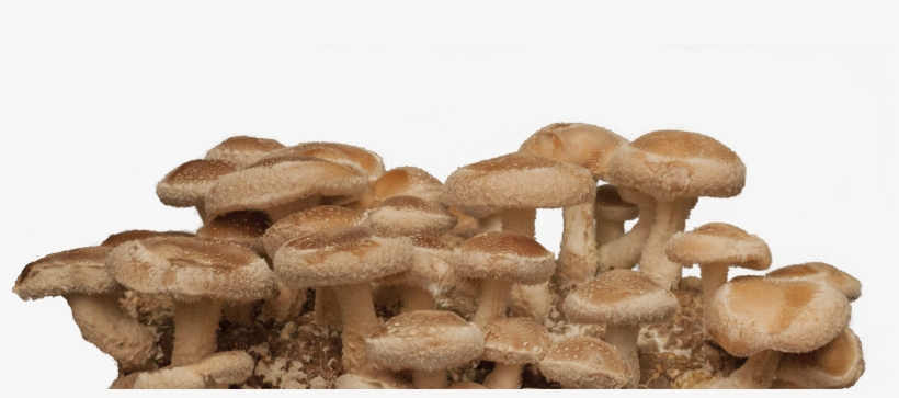 What Makes Top Hat Organic Shiitake Mushrooms The Best - Agaric, transparent png download
