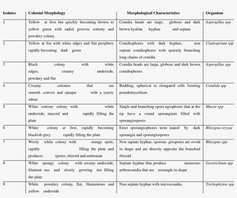 Colonial And Morphological Characteristics Of The Heterogenous - Colony Morphology Of Fungi, transparent png download