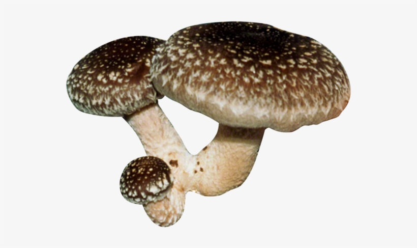 Shiitake Plug Spawn - Fungi Perfecti Shiitake Plug Spawn - 100 Count, transparent png download