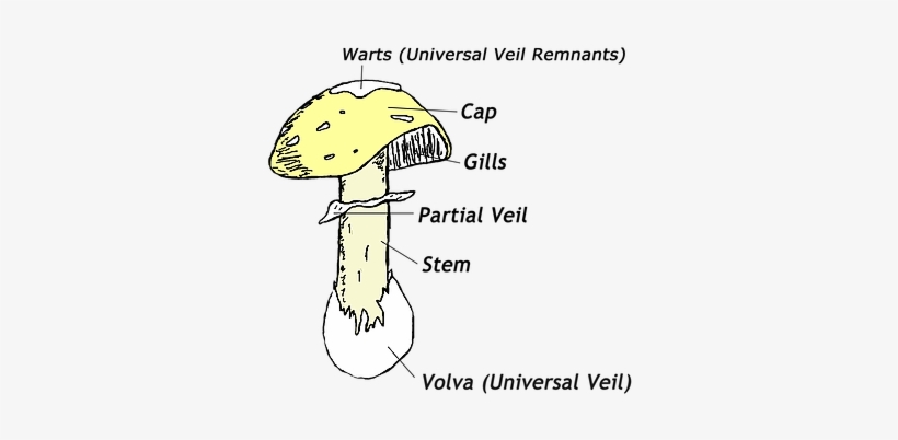 Fungi Are A Hugely Megadiverse Kingdom Within The Domain - Mushroom, transparent png download
