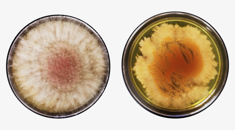 Picture A Flask Full Of Microbe Juice Containing A - Jellyfish, transparent png download