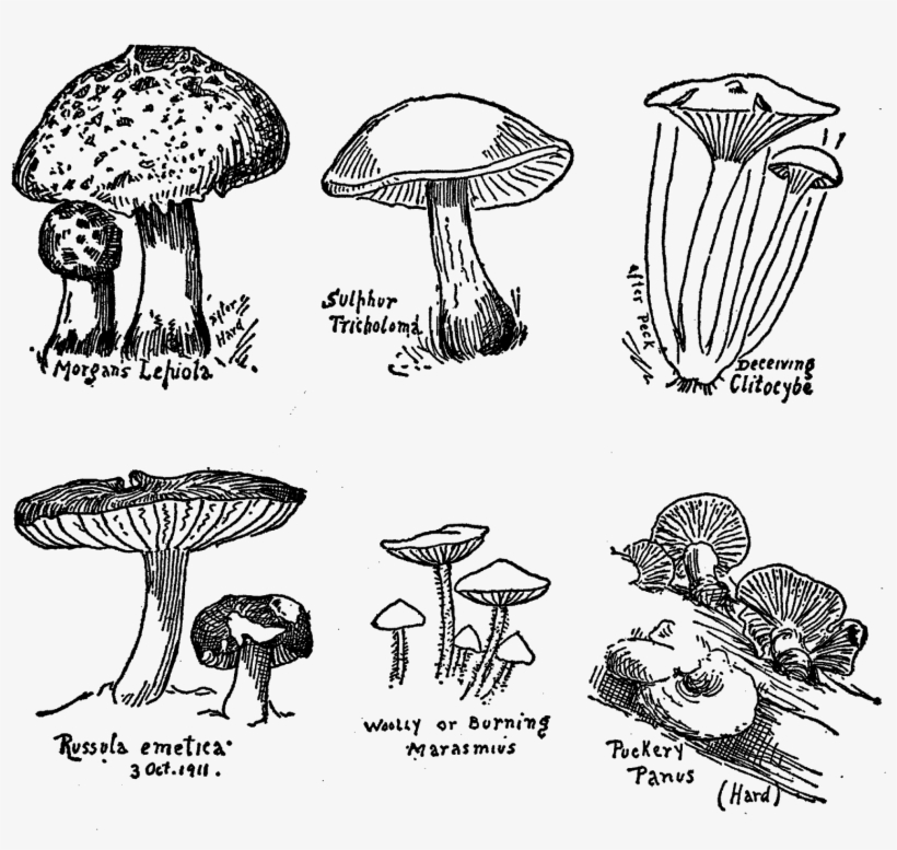 Mushroom Fungi Botanical Art Drawings Illustration - Edible Mushroom, transparent png download