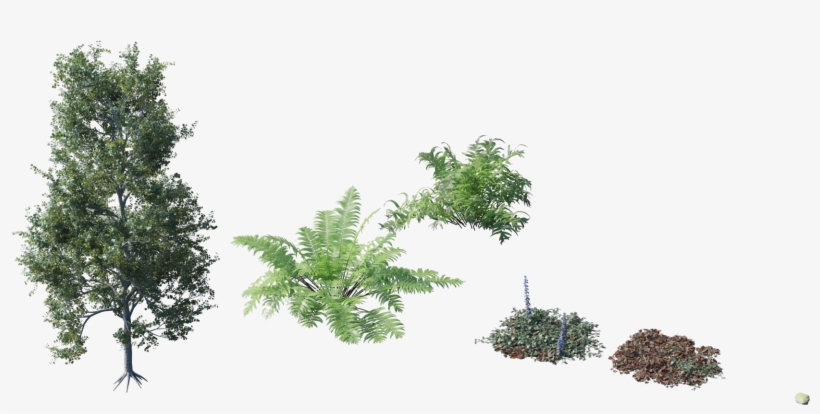 Randomising Procedural - - Forest Plant Png, transparent png download