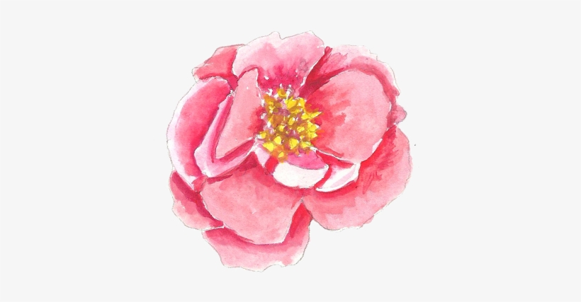 Links - Japanese Camellia, transparent png download