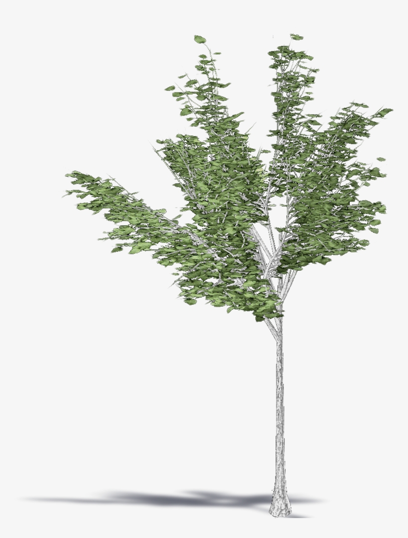 Paper Birch, transparent png download