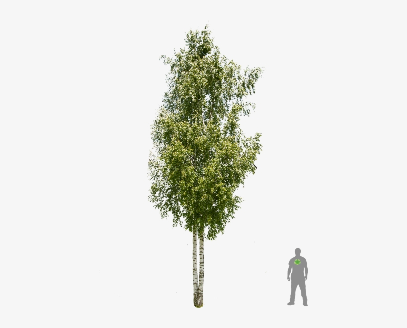 Sand Birch, White Birch - Betula Png, transparent png download