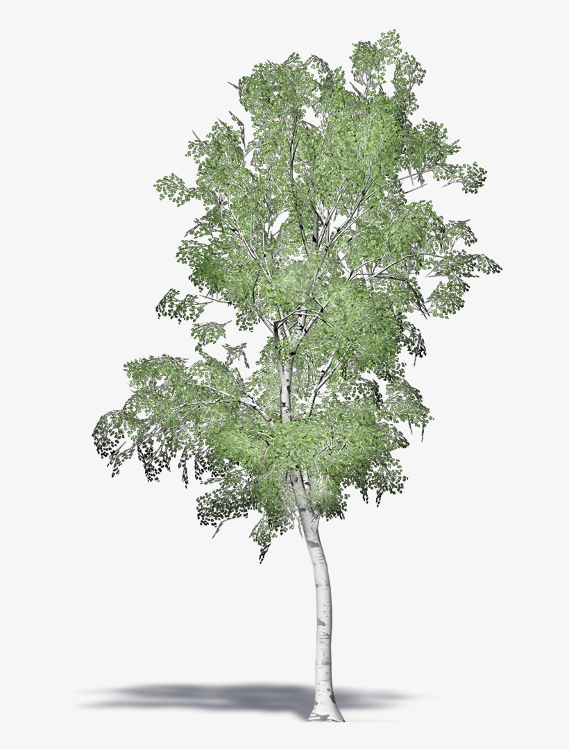 Pond Pine, transparent png download