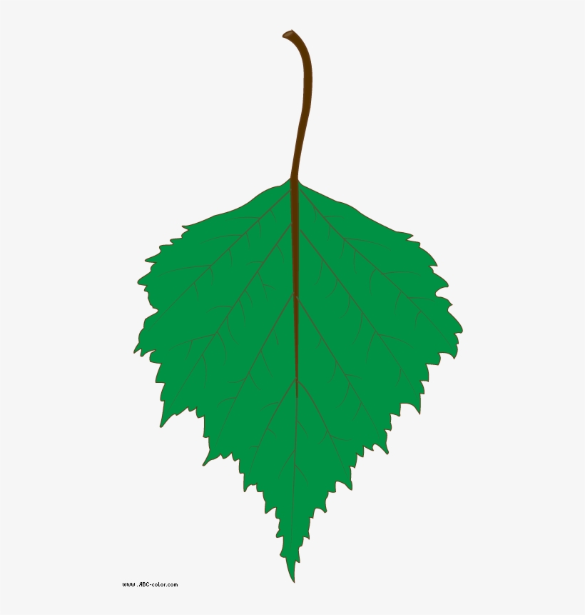 Birch Clipart Transparent - Birch, transparent png download