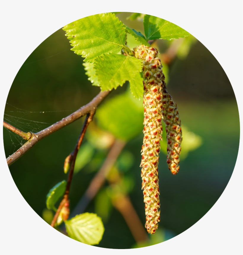 Birch, transparent png download