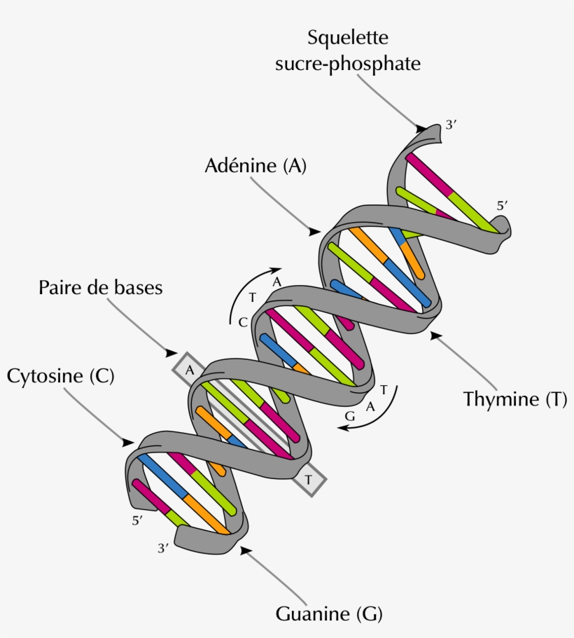 Dna Structure Png Svg Freeuse - Dna Structure And Bases, transparent png download