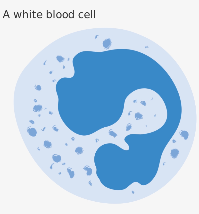 Diagram Of A White Blood Cell Cruk - White Blood Cells Png, transparent png download