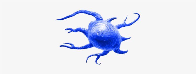 Γδ T Cell - Dendritic Cell, transparent png download