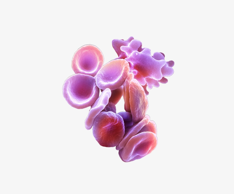 Our Bioanalytical Team Measure Cytokine Responses In - Biologia. Natureza E Sociedade - Volume 1. Série Brasil, transparent png download