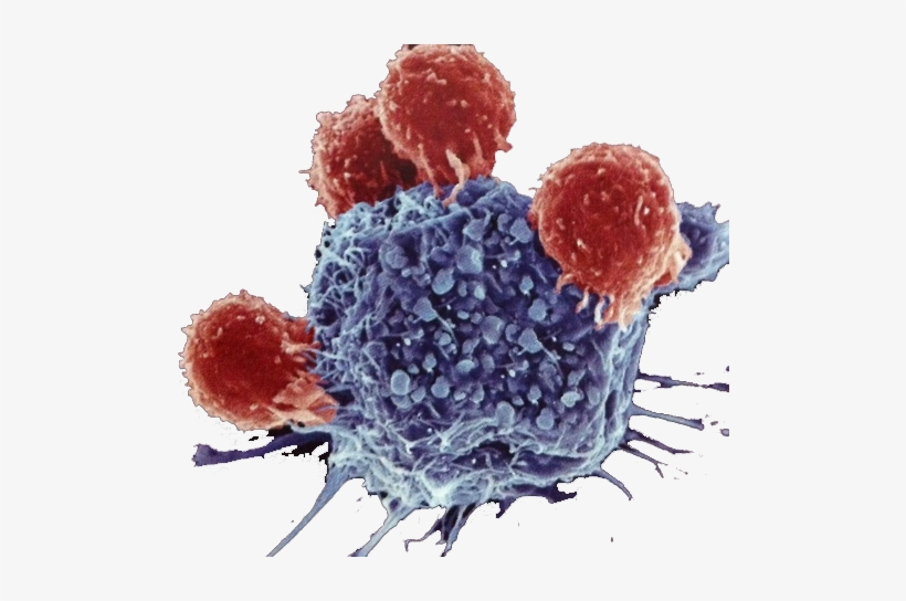 4 T Cells Attacking - Im You But Cooler, transparent png download