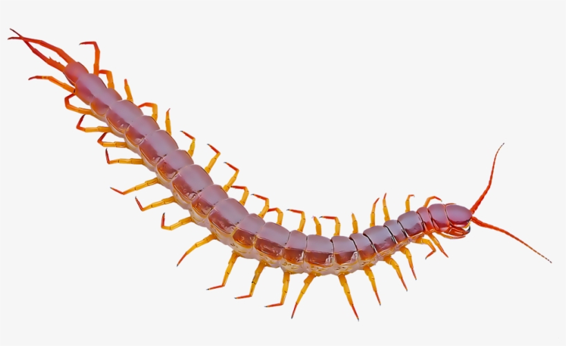 Centipedes - Desert Centipede Translucent Background, transparent png download