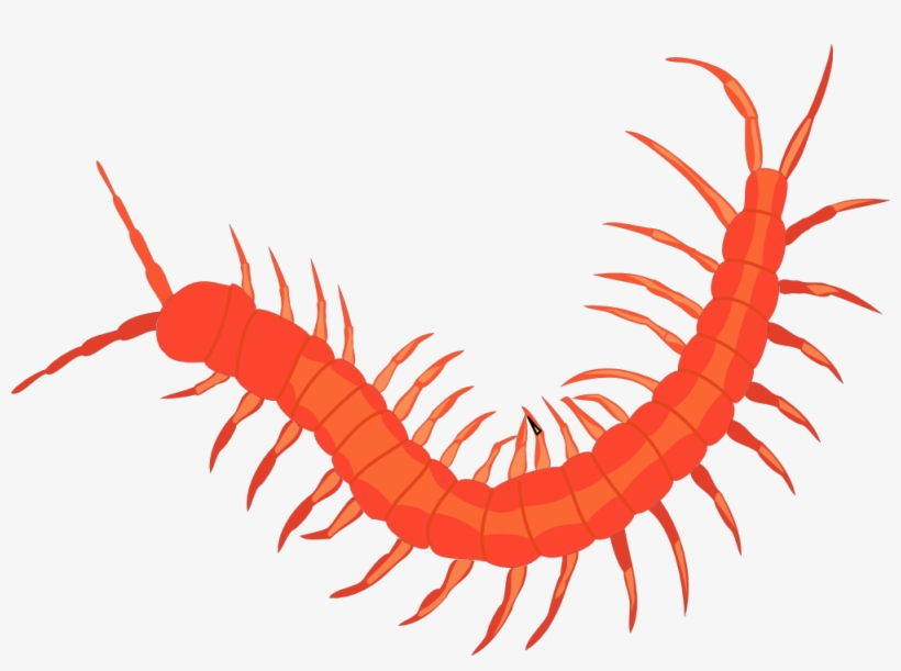 Svg Library Library Cartoon Free On Dumielauxepices - Insect Png, transparent png download