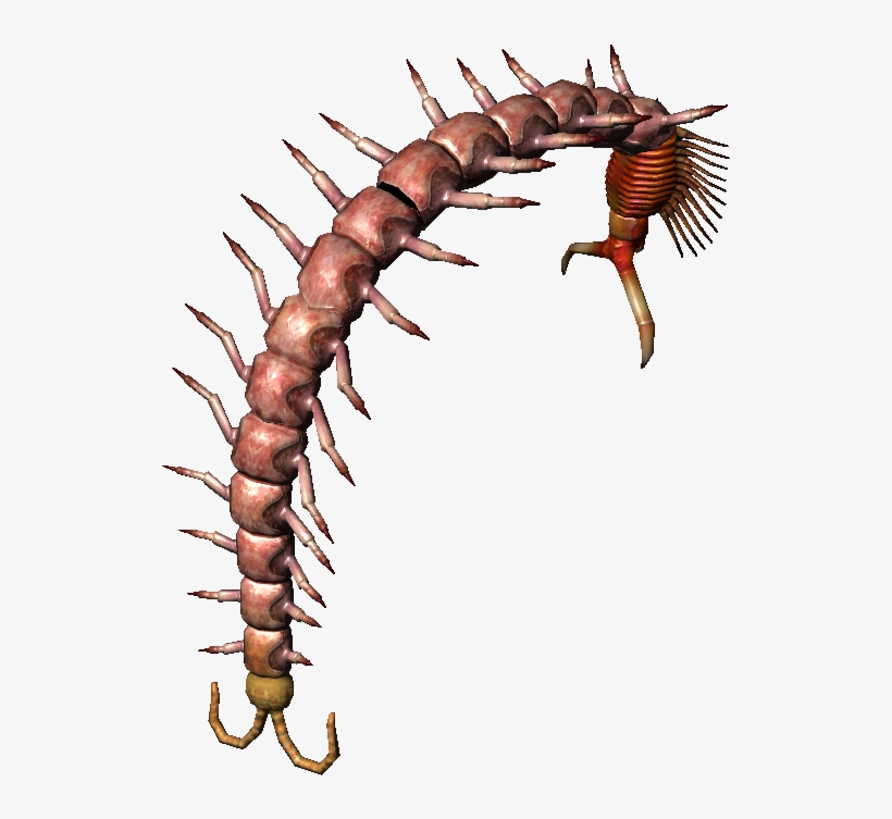 Bestiary Centipede Full - Giant Centipede, transparent png download