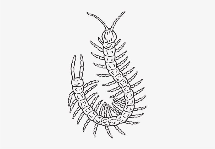Centipede, transparent png download