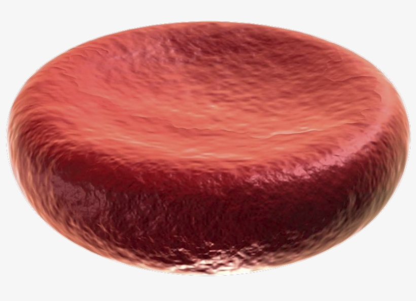 Clip Art Free Erythrocytes Cells Text Images Music - Red Blood Cell Transparent, transparent png download