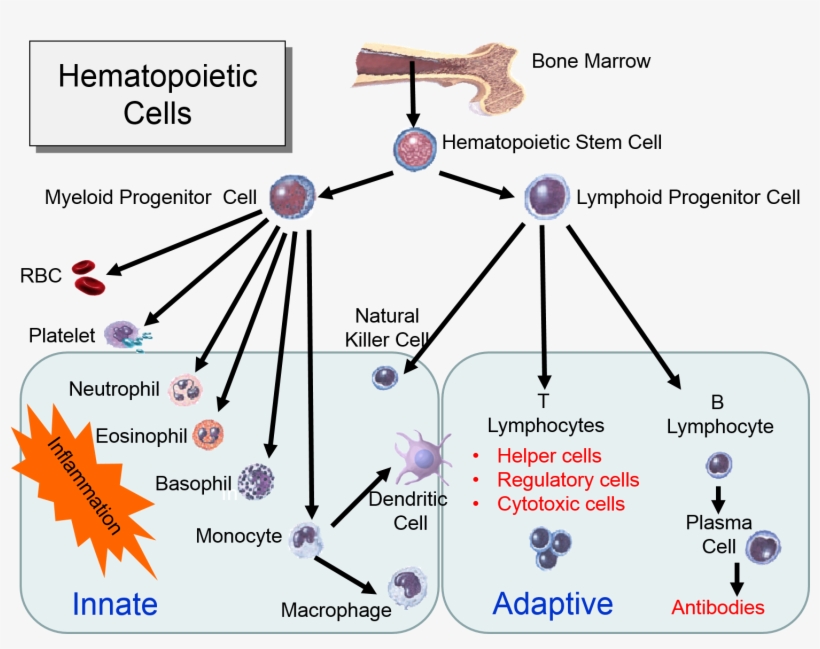 Hematopoeticstemcells - Innate Vs Adaptive Immunity Chart, transparent png download