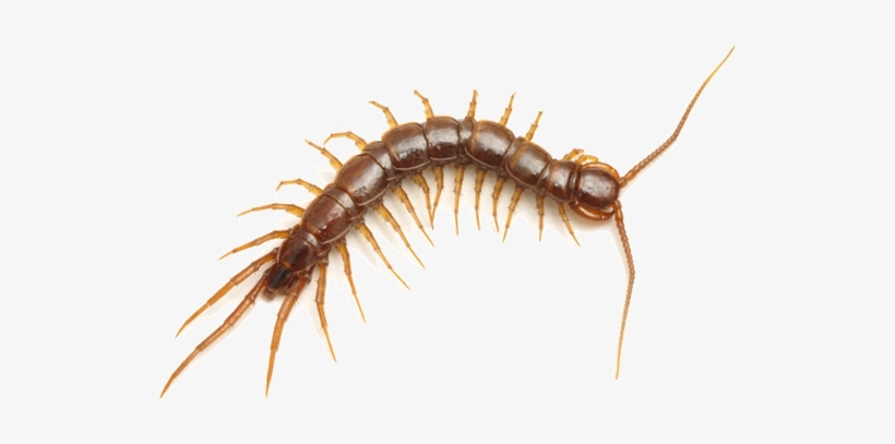 Centipedes - Invertebrate Animals Arthropods, transparent png download