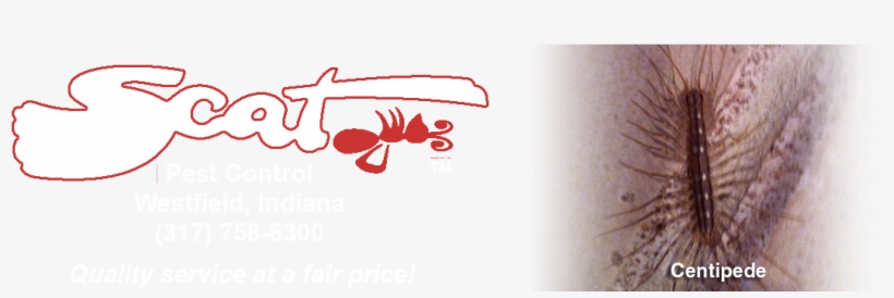 6-centipede - Centipedes, transparent png download