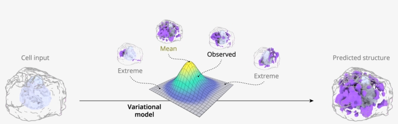 Has Been Observed For All Cells - Fecal Microbiota Transplant, transparent png download