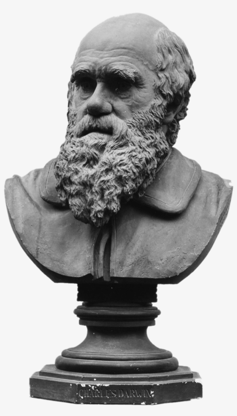 Bust Of Charles Darwin - Charles Darwin, transparent png download