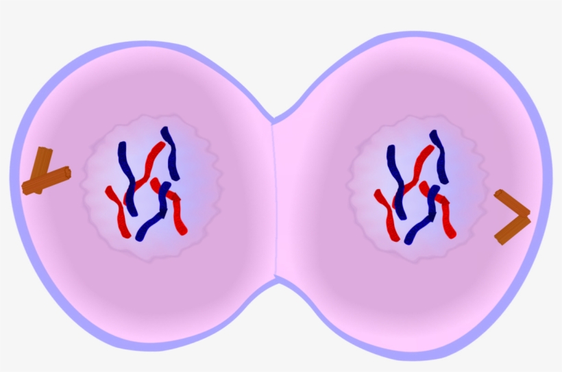 Telophase Of Mitosis - Telophase Key Events, transparent png download