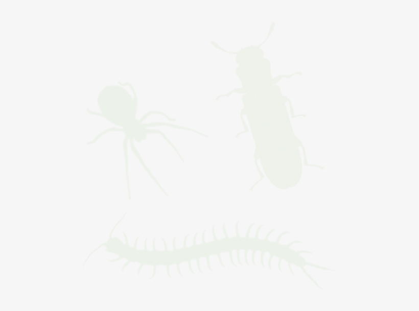 Other Insects - Tiger Beetle, transparent png download
