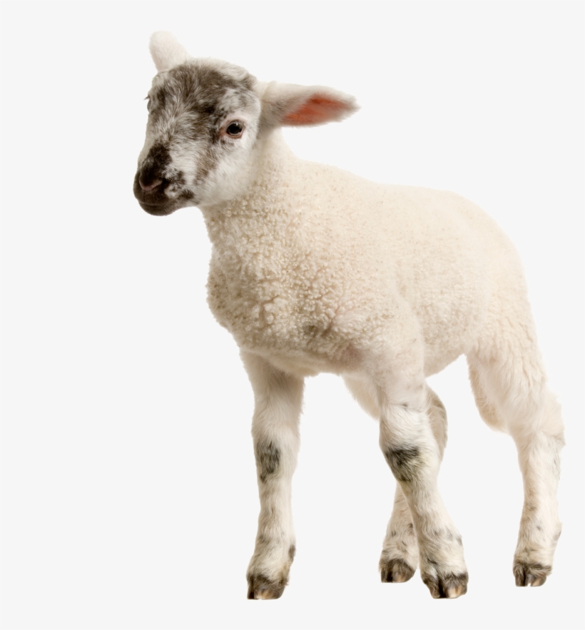Lamb Sheep, transparent png download