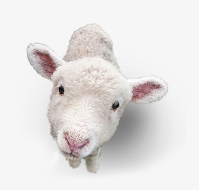 Lamb Png, transparent png download