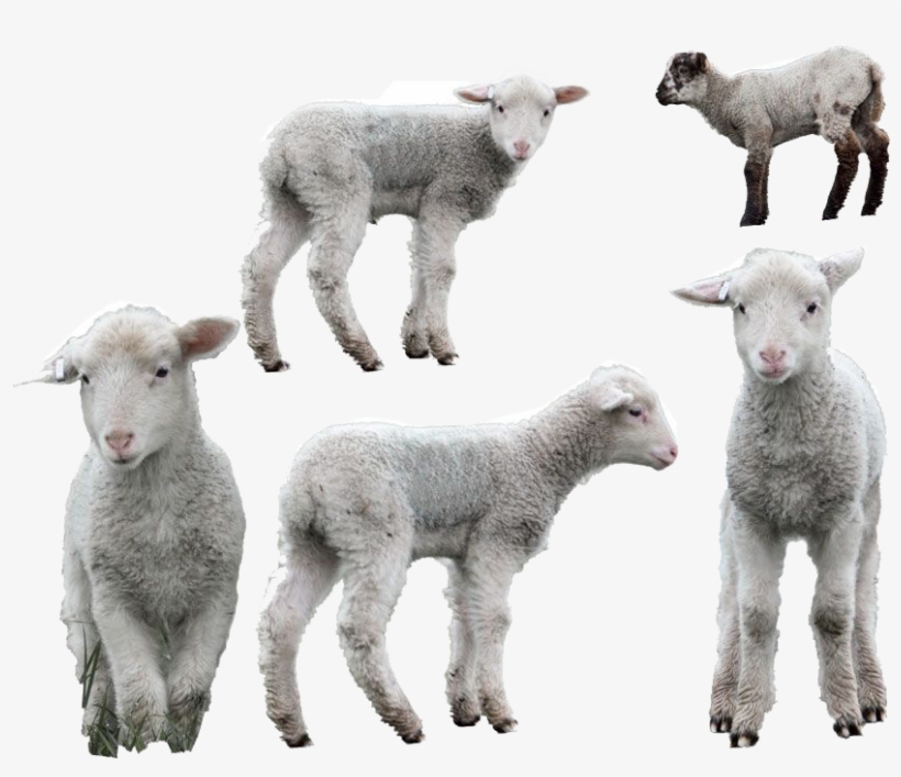 Lamb High Quality Png - Lamb Png, transparent png download