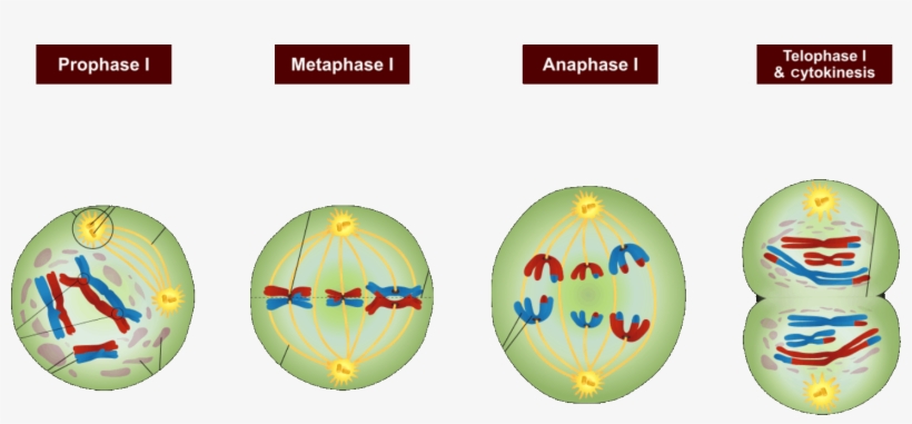 Cell Devision Meiosis I Of Image - Meiosis 1, transparent png download