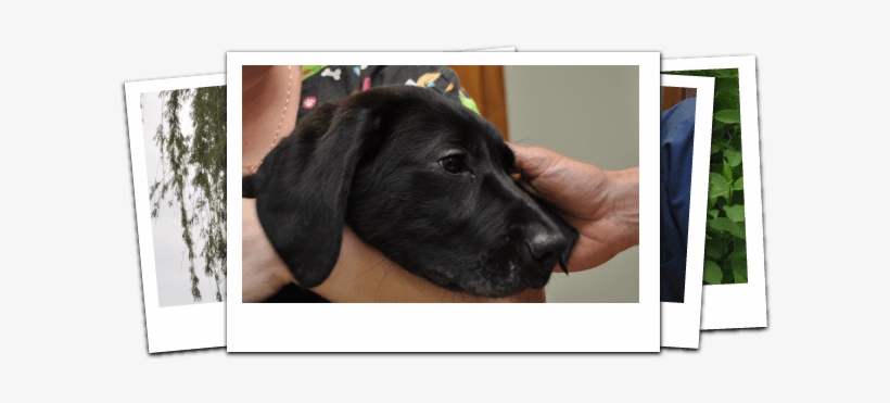 Resources - Care Credit - Carecredit, Llc, transparent png download