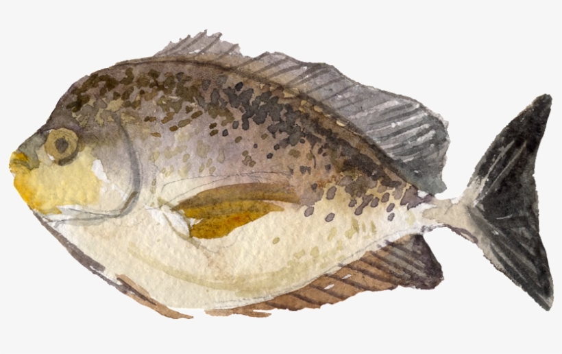 Gray Watercolor Hand Drawn Fish Transparent - Portable Network Graphics, transparent png download
