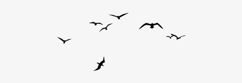 Tog Crows 1 - Birds, transparent png download