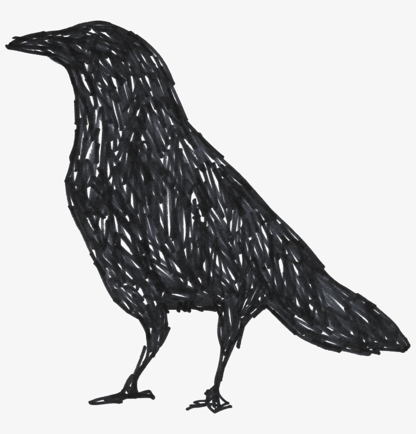 Crows Are Actually Cool Little Buddies • Lifewhack - Drawing, transparent png download