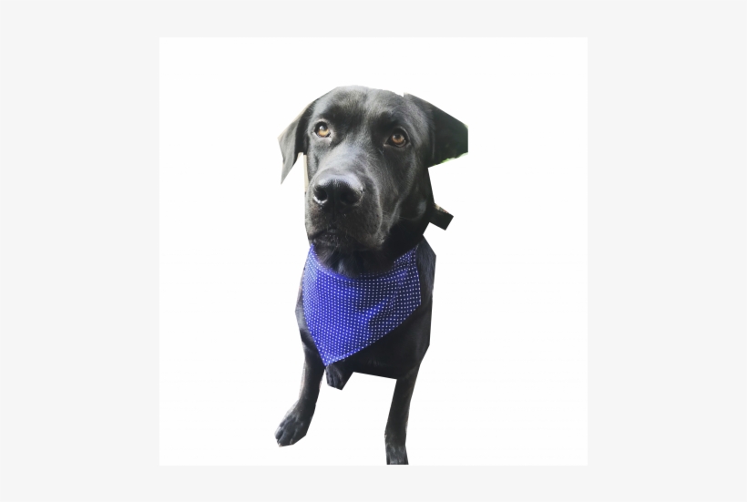 Dog Catches Something, transparent png download