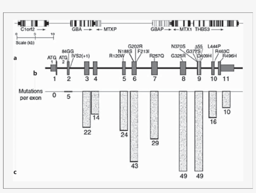 Gba Structure And Mutation Distribution - Chromosome 1, transparent png download