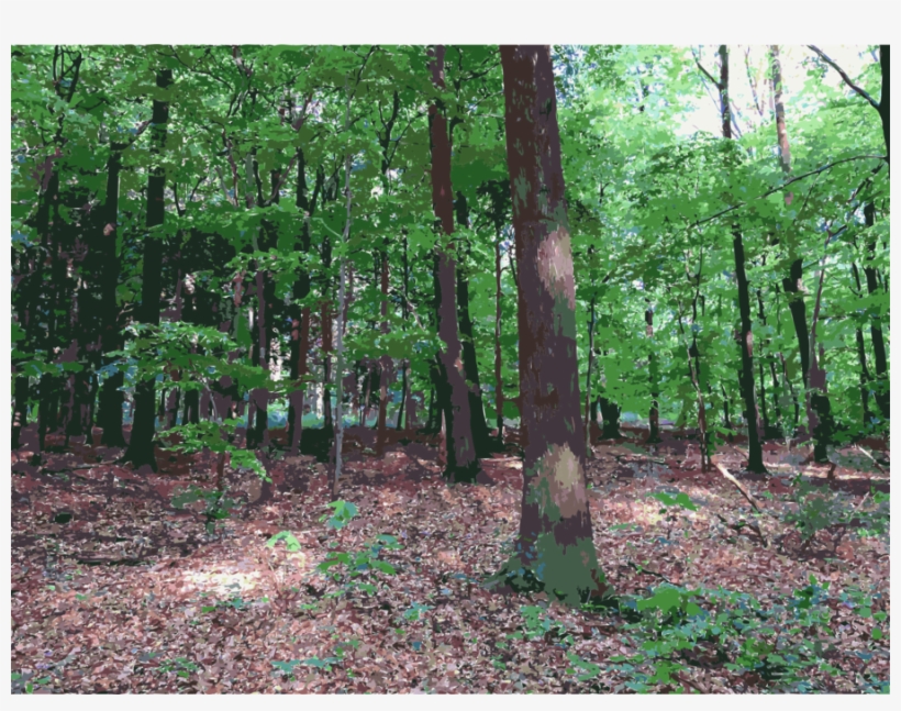 Download Forest Transparent Clipart Woodland Temperate - Transparent Forest, transparent png download