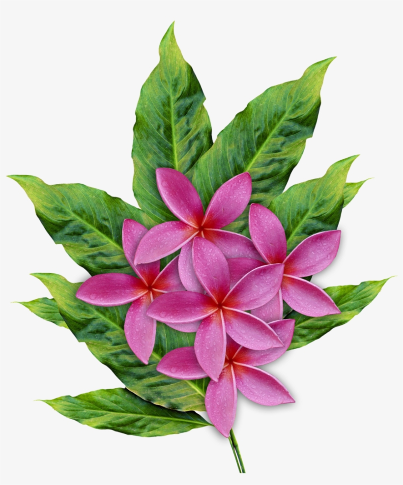 Illustrations - Plumeria, transparent png download