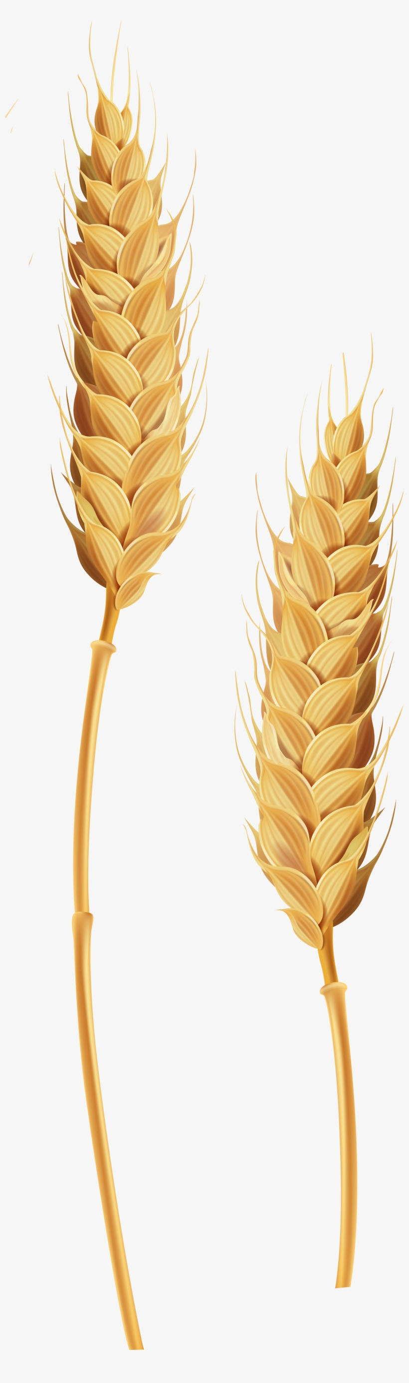 Wheatgrass Common Yellow Rust - Wheat, transparent png download